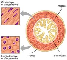 Circular and longitudinal layers of smooth muscle