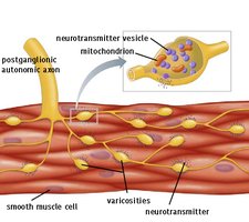 Varicosities in smooth muscle innervation