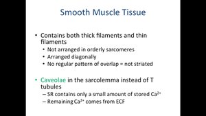 Smooth muscle filament arrangement