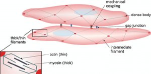 Relaxed smooth muscle cell with caveolae and dense bodies