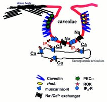 Contraction of smooth muscle: calcium entry