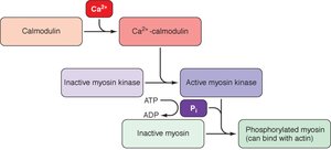 Comparison of calcium and force in smooth vs skeletal muscle