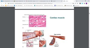 Cardiac muscle histology and gap junctions