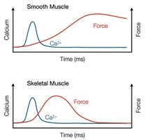 Innervation of smooth muscle