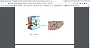 Diagram of gap junctions in cardiac muscle