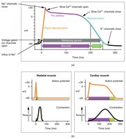 Action potential in cardiac vs skeletal muscle