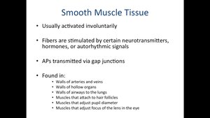 Smooth muscle tissue characteristics