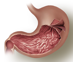 Smooth muscle in the stomach wall