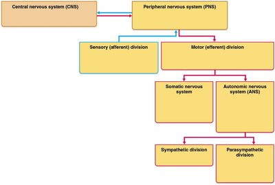 Flowchart of nervous system organization