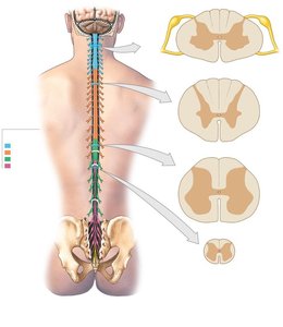 Spinal cord regions and cross sections