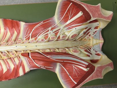 Filum terminale, conus medullaris, cauda equina, lumbar enlargement