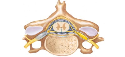 Cross section of spinal cord and vertebra
