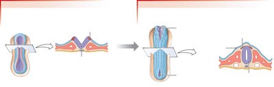 Neural tube formation in embryonic development