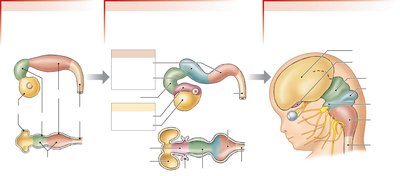 Specialization of brain regions during embryonic development