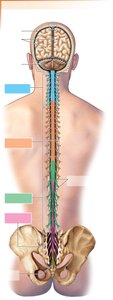 Posterior view of CNS and spinal nerves