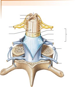 Spinal cord and vertebrae with meninges