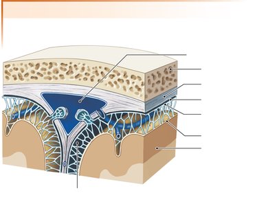 Sectional view of the meninges
