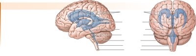 Ventricles of the brain