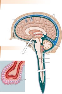 CSF secretion and choroid plexus