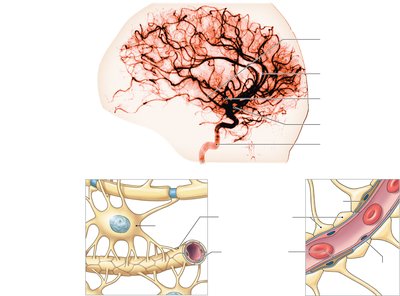 Blood-brain barrier structure and function