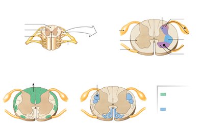 Organization of spinal cord gray and white matter