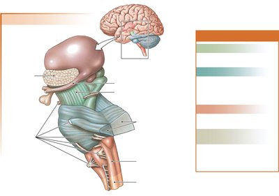 Lateral view of brain stem