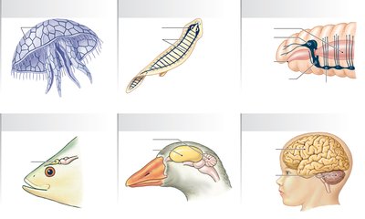 Evolution of nervous systems from nerve net to complex brain