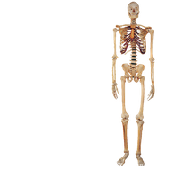 Full human skeleton, highlighting appendicular skeleton