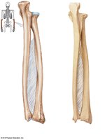Ulna and radius, posterior view