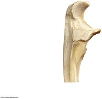Proximal end of the ulna, lateral view