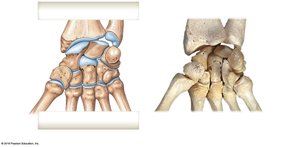 Carpal bones, anterior (palmar) view