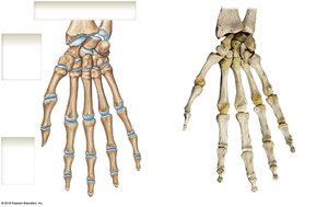 Bones of the right wrist and hand, anterior view
