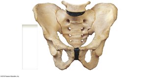 Hip bone, anterior view