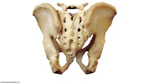Hip bone, posterior view