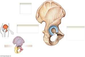 Hip bone, lateral view