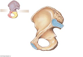 Hip bone, medial view