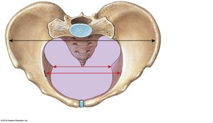 Pelvic brim and pelvic inlet, superior view