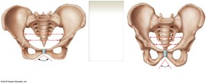 Male and female pelvis comparison