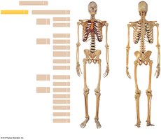 Anterior and posterior views of the skeleton with bone counts