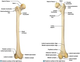 Femur, anterior and posterior views