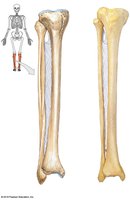 Tibia and fibula, anterior and posterior views