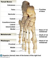Tarsal bones, superior view