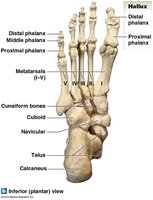 Tarsal bones, inferior view