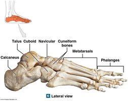 Bones of the right foot, superior view