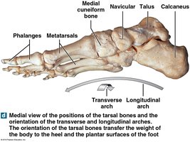 Arches of the foot, medial view
