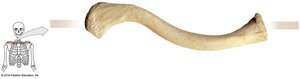 Right clavicle, superior view