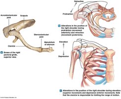 Clavicle and scapula, showing shoulder movements