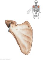 Scapula, anterior view
