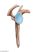 Scapula, lateral view with glenoid cavity