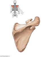 Scapula, posterior view